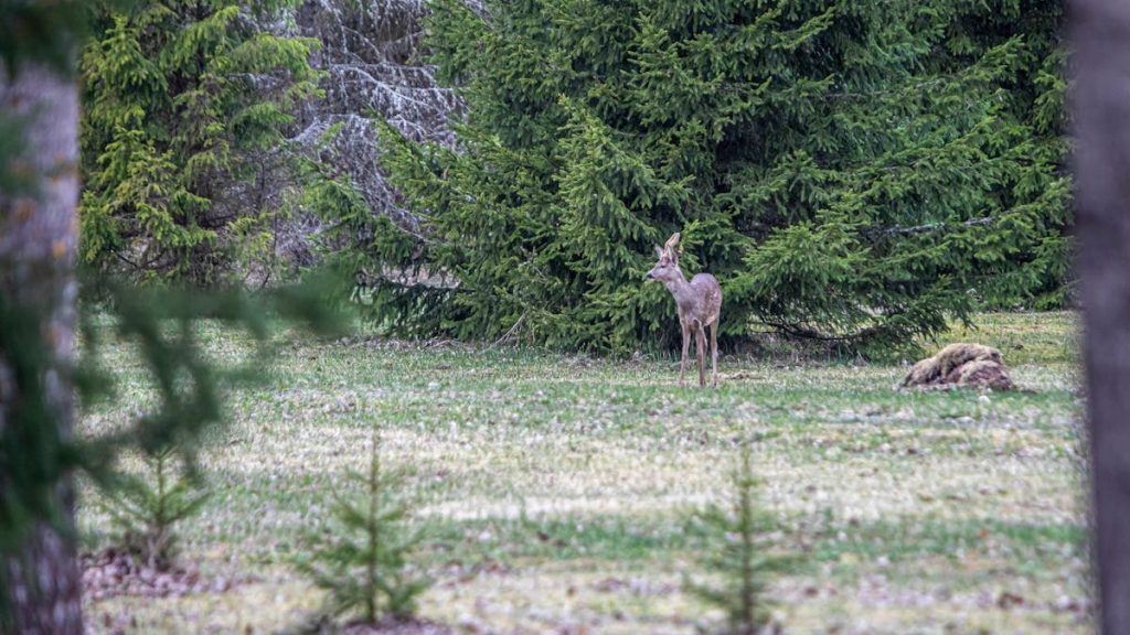 A lone deer stands amidst lush green trees in a tranquil forest setting.